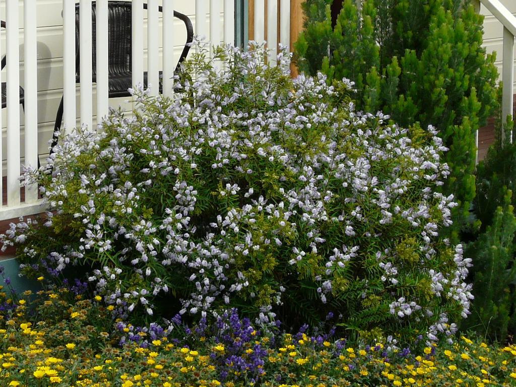 Avoca Cottages Victoria Exterior photo